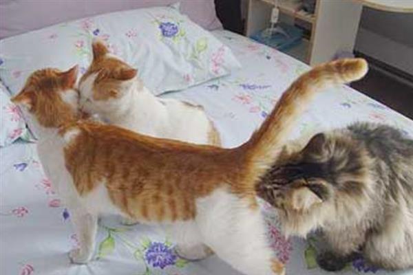 猫在几月份发情，一般在6-12月龄时开始发情