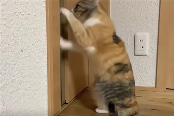 猫在几月份发情，一般在6-12月龄时开始发情
