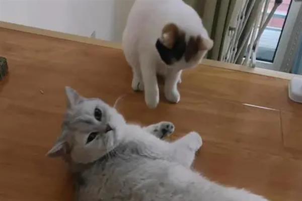 猫在几月份发情，一般在6-12月龄时开始发情