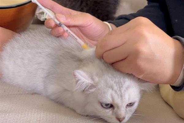 猫在几月份发情，一般在6-12月龄时开始发情