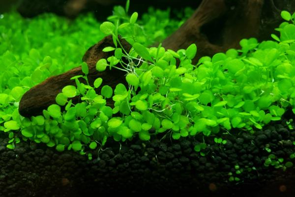 小对叶水草种子如何种植，播种完后要在容器顶部覆盖塑料薄膜