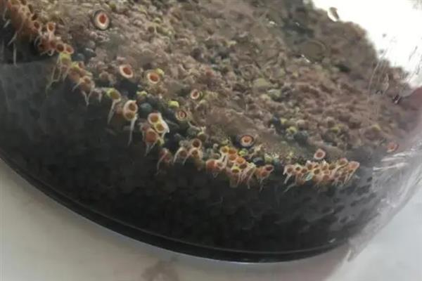 小对叶水草种子如何种植，播种完后要在容器顶部覆盖塑料薄膜
