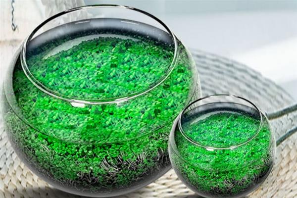 小对叶水草种子如何种植，播种完后要在容器顶部覆盖塑料薄膜