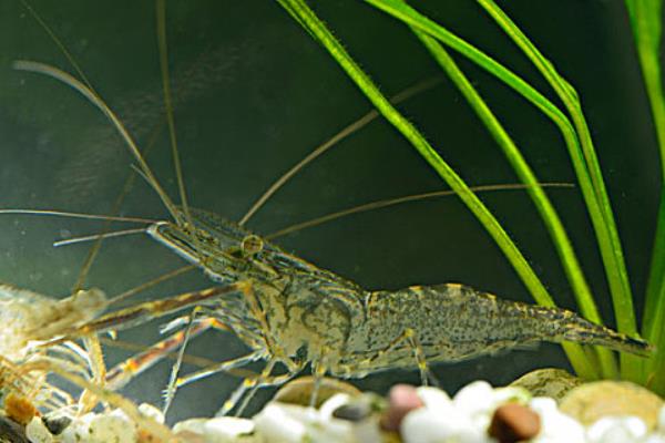 野生河虾能养活吗，对环境的要求比较低可以养活