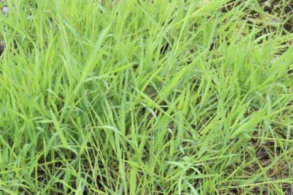大豆苗期虫害有哪些，有根潜蝇、二条叶甲等