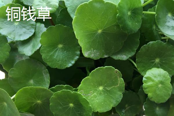 铜钱草与金钱草的区别是什么，外观和生长环境均不同