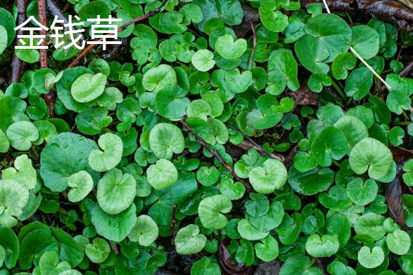 铜钱草与金钱草的区别是什么，外观和生长环境均不同