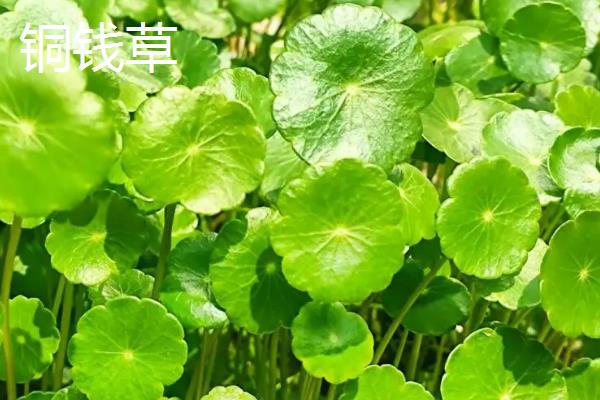 铜钱草与金钱草的区别是什么，外观和生长环境均不同