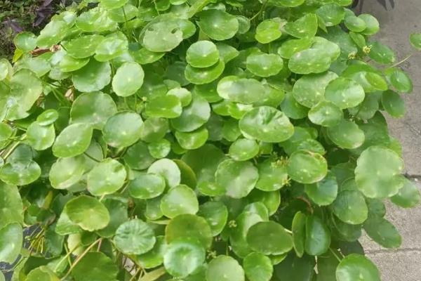 铜钱草与金钱草的区别是什么，外观和生长环境均不同