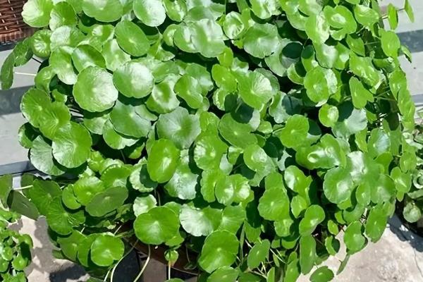 铜钱草与金钱草的区别是什么，外观和生长环境均不同