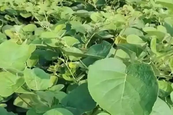 猕猴桃的种植时间，一般在春季进行种植