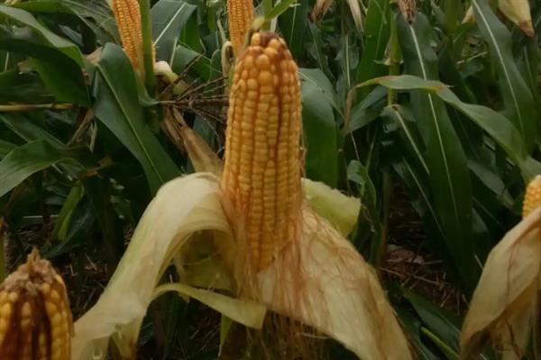 豫安3号玉米种简介，夏播生育期98-101天