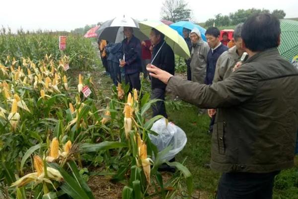 豫安3号玉米种简介，夏播生育期98-101天