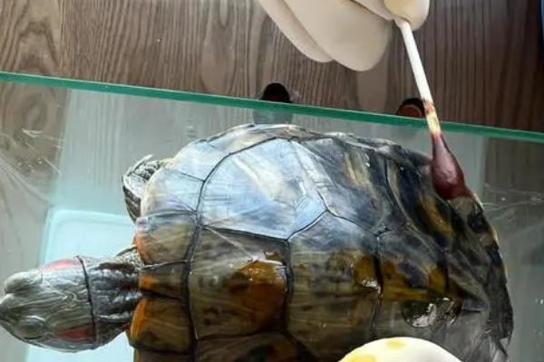 乌龟白眼病怎么治疗，要先用氯霉素眼药水冲洗眼睛