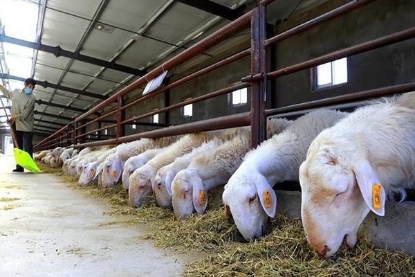 羊要多久出栏，品种、用途等均会影响其出栏时间