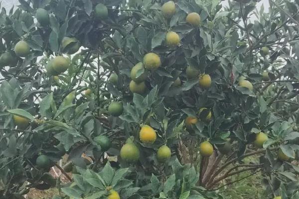 脆蜜金桔的保花保果方法，在生长期间需要及时进行修剪