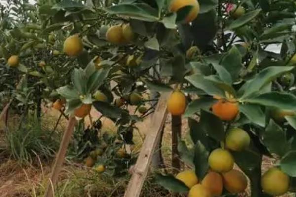 脆蜜金桔的保花保果方法，在生长期间需要及时进行修剪
