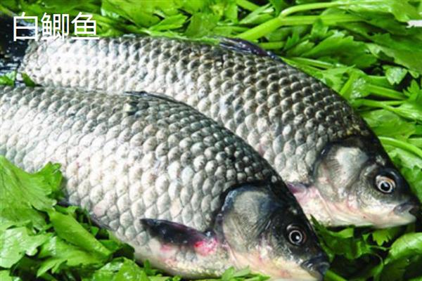 黑鲫鱼和白鲫鱼哪个更好，好坏取决于个人的口感及喜好