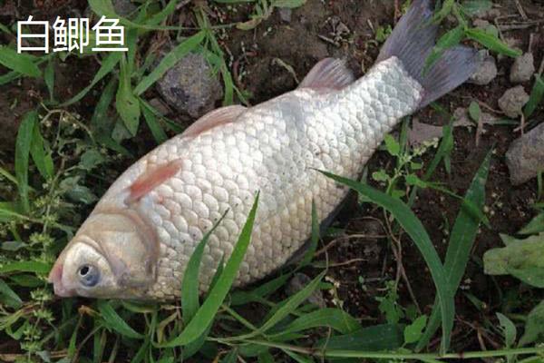 黑鲫鱼和白鲫鱼哪个更好，好坏取决于个人的口感及喜好