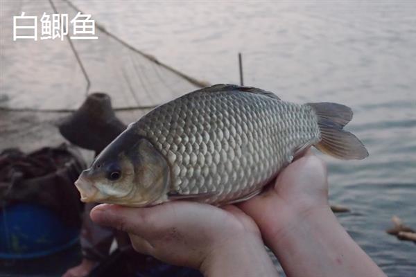 黑鲫鱼和白鲫鱼哪个更好，好坏取决于个人的口感及喜好