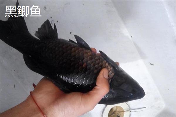 黑鲫鱼和白鲫鱼哪个更好，好坏取决于个人的口感及喜好