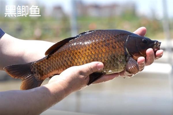 黑鲫鱼和白鲫鱼哪个更好，好坏取决于个人的口感及喜好