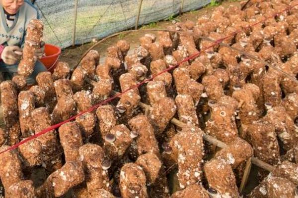 香菇烂棒的原因，可能是培养室长时间通气不良所致