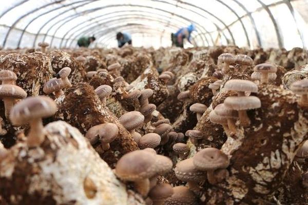 香菇烂棒的原因，可能是培养室长时间通气不良所致