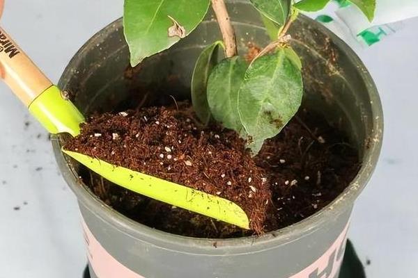 绿菊花的花语，寓意纯净高雅、生机活力等
