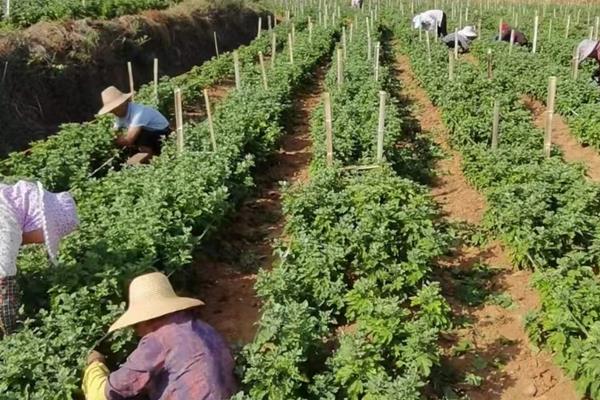 绿菊花的花语，寓意纯净高雅、生机活力等