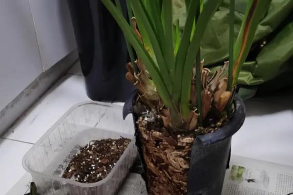 大花蕙兰在北方养会不会开花，在每年的10月份前后开花