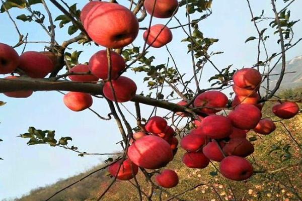 烟富10号苹果的介绍，成熟时间通常为10月份中上旬