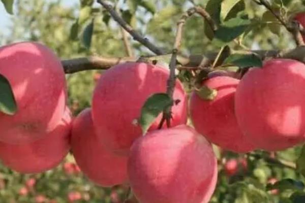 烟富10号苹果的介绍，成熟时间通常为10月份中上旬