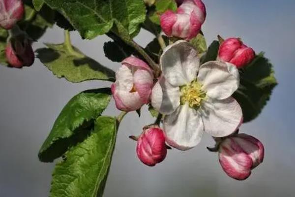 烟富10号苹果的介绍，成熟时间通常为10月份中上旬