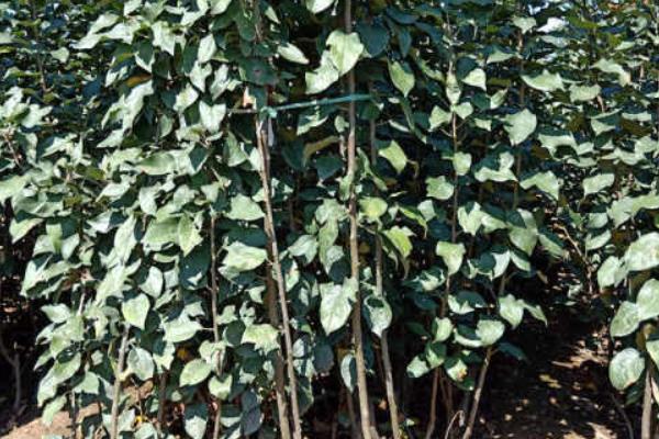 烟富10号苹果的介绍，成熟时间通常为10月份中上旬