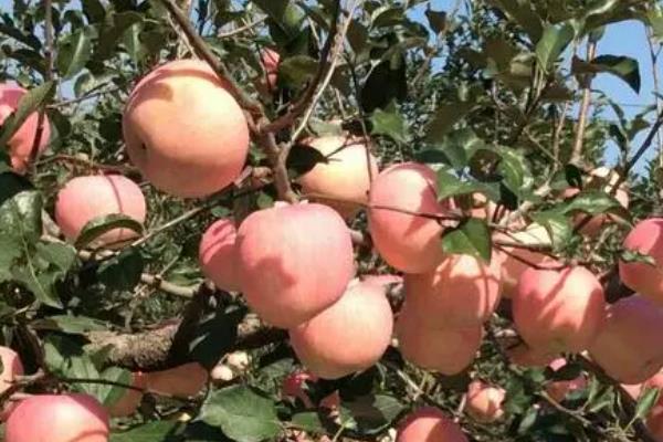 烟富10号苹果的介绍，成熟时间通常为10月份中上旬