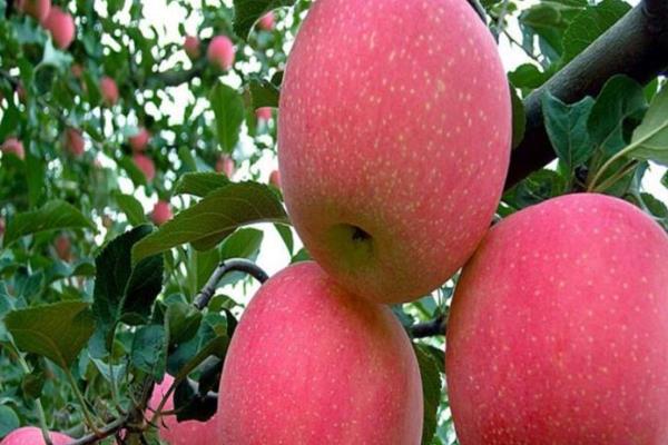 烟富10号苹果的介绍，成熟时间通常为10月份中上旬