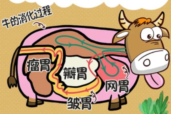 牛有多少个胃，有4个胃
