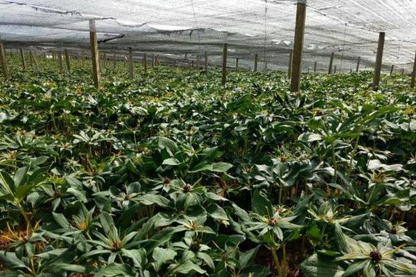种植一亩重楼的成本，总成本大约需要3.5-4.5万元左右