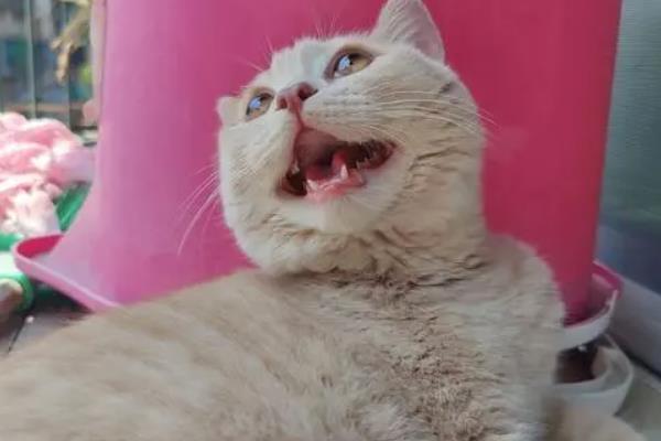 猫肥厚性心肌病的症状，一般在肺水肿后才会出现呼吸局促、困难等