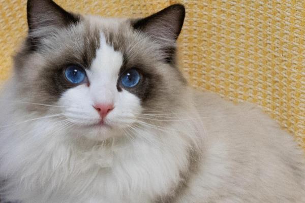 猫肥厚性心肌病的症状，一般在肺水肿后才会出现呼吸局促、困难等