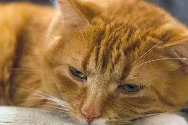 猫肥厚性心肌病的症状，一般在肺水肿后才会出现呼吸局促、困难等