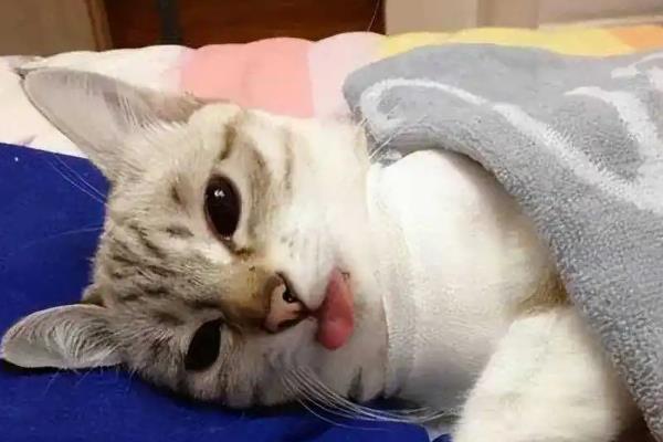 猫肥厚性心肌病的症状，一般在肺水肿后才会出现呼吸局促、困难等
