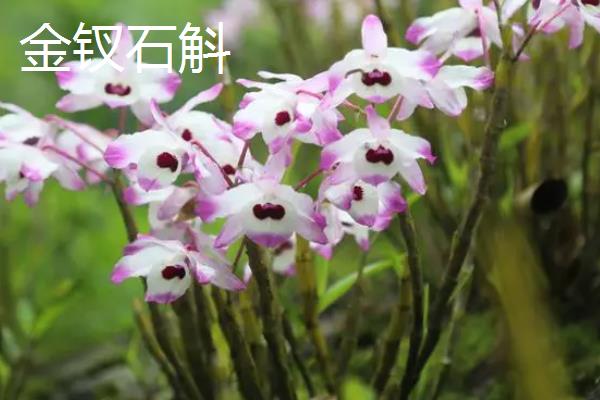 金钗石斛的价格，新鲜且精选货一斤售价150元