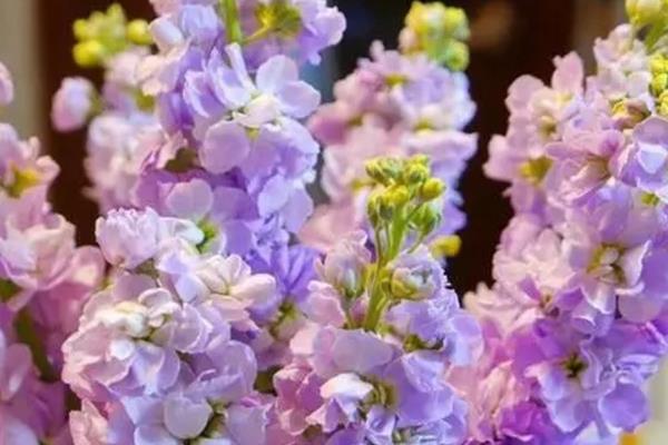 紫罗兰花的种类，根据花型可分为单瓣和重瓣紫罗兰
