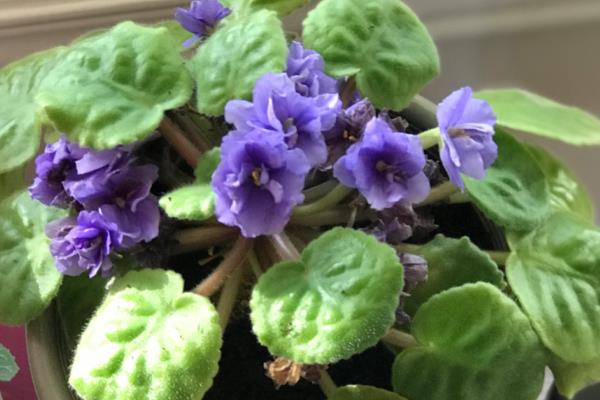 紫罗兰花的种类，根据花型可分为单瓣和重瓣紫罗兰
