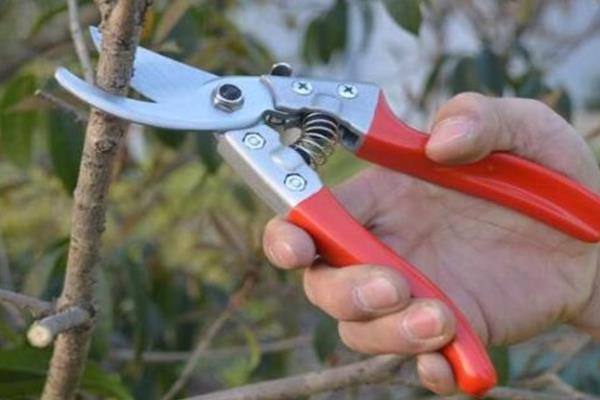 紫罗兰花的种类，根据花型可分为单瓣和重瓣紫罗兰