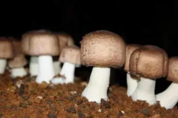 巴西蘑菇培育技巧，发菌播种后2-3天需适当关闭门窗