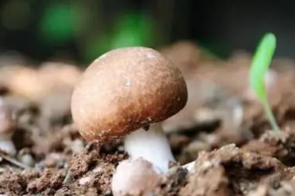 巴西蘑菇培育技巧，发菌播种后2-3天需适当关闭门窗