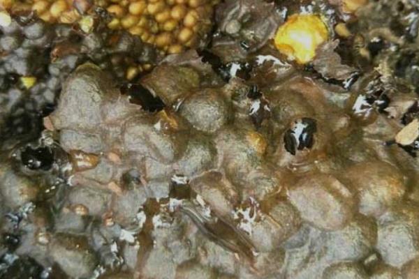玄参蜜的相关介绍，由蜜蜂采集玄参花的花蜜酿制而成